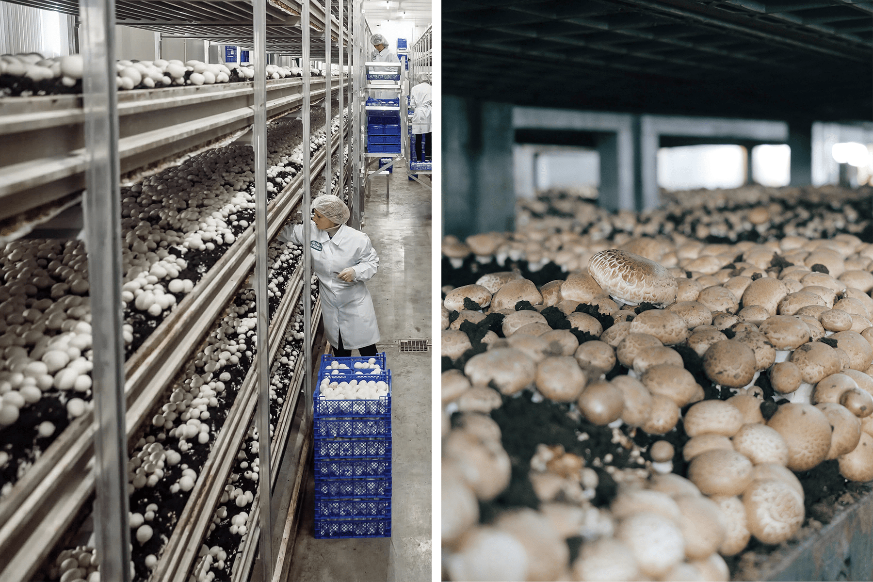 A lady picking mushrooms in a mushroom farm, and a close up of white mushrooms 